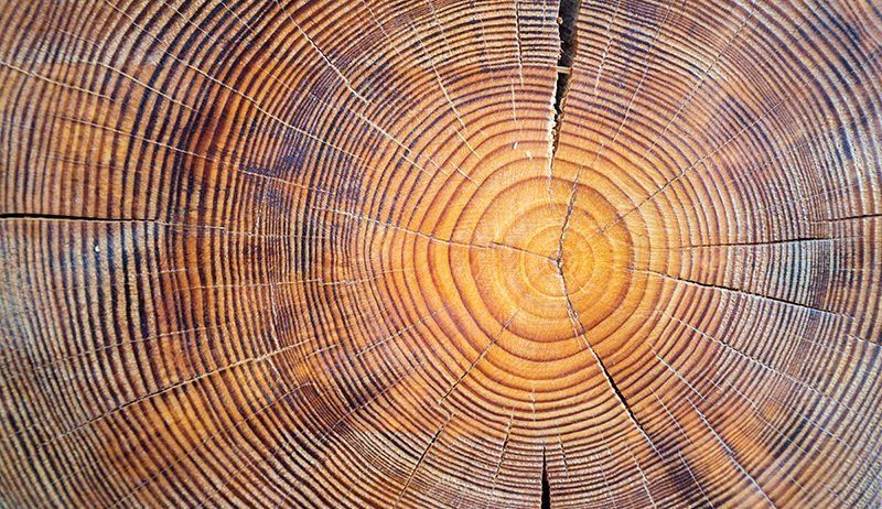 Close up view of wood core. Sawn mature tree section with cracks and rings that tell it's age. Natural organic texture with cracked and rough surface.