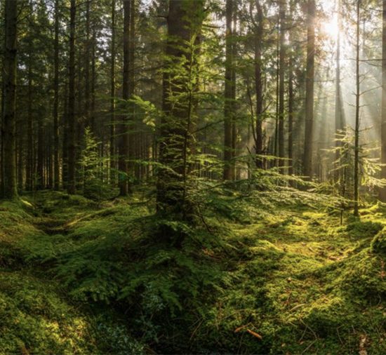 Helping Ireland to become even greener.