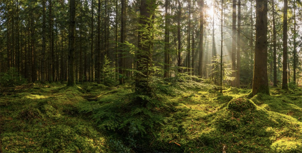 wood area with trees