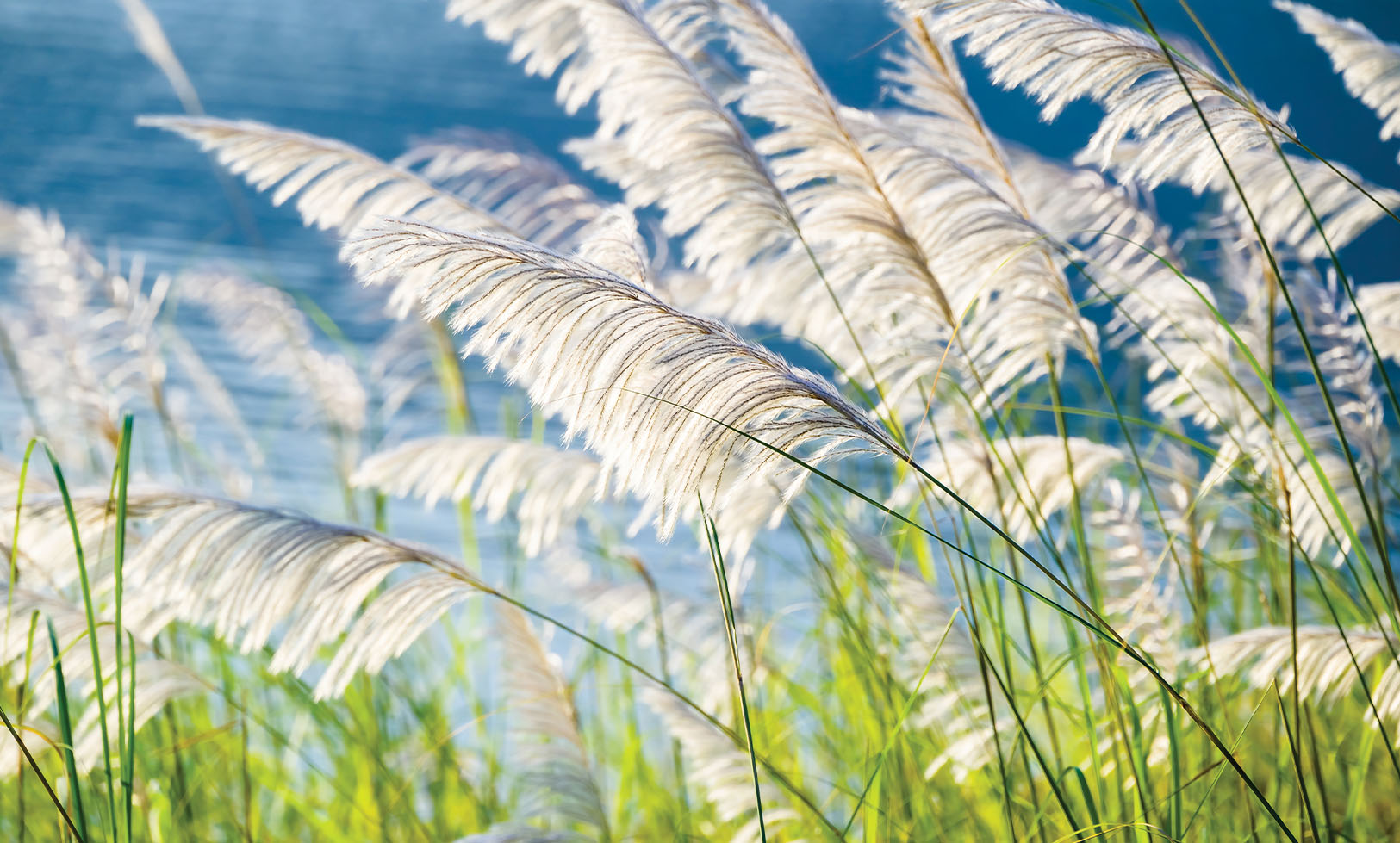 reeds bending in the wind