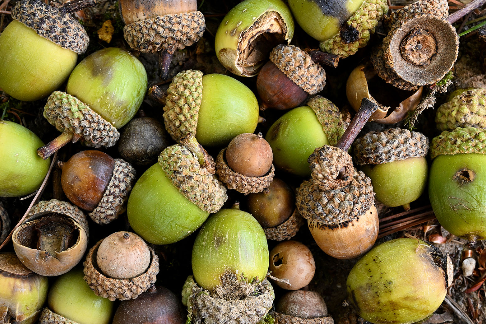 Acorns on Forest Floor