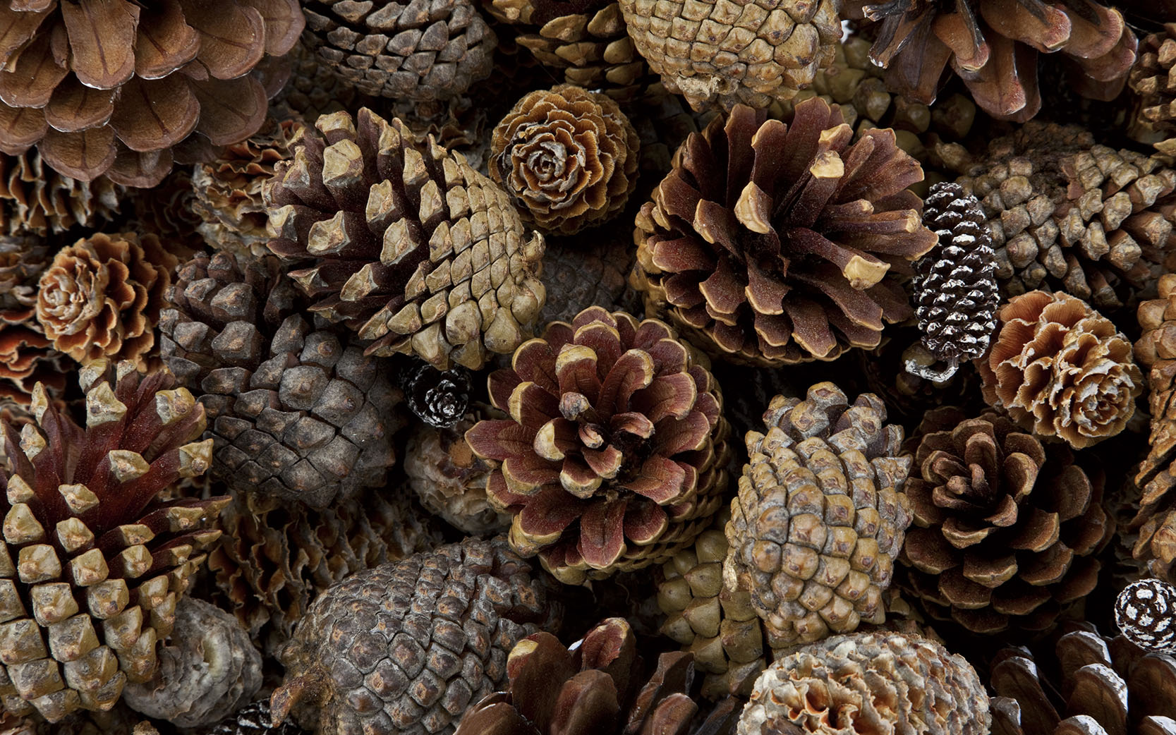 Pine Cones