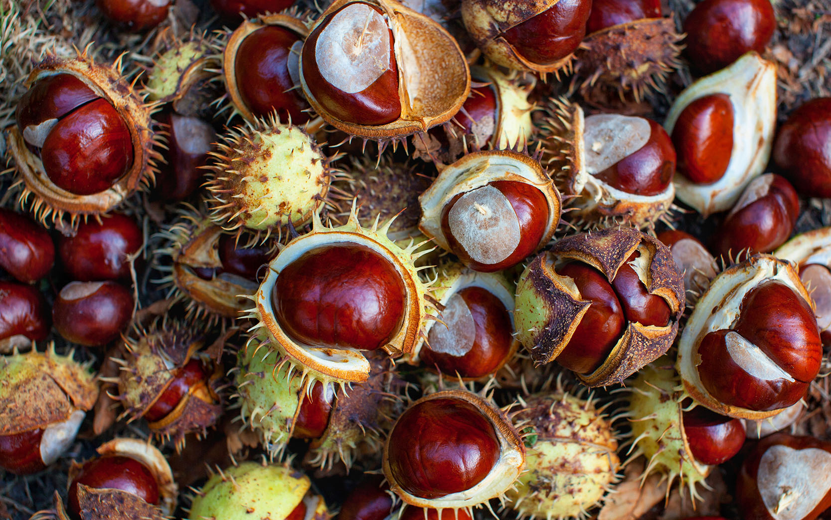 Fallen from the trees chestnuts in the shell.